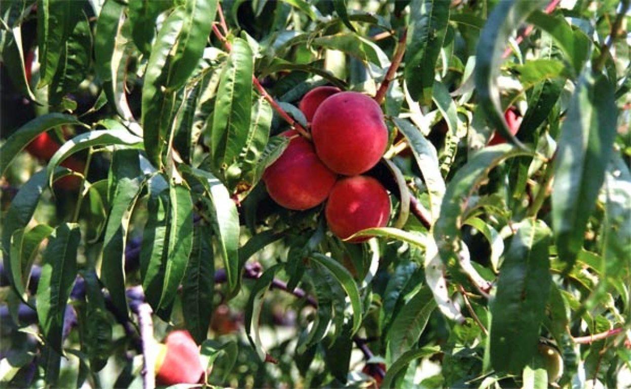 Agriturismo La Biandrina Carpignano Sesia Bagian luar foto