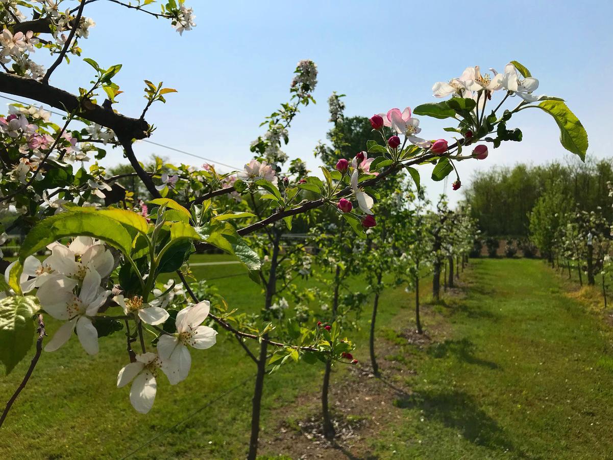 Agriturismo La Biandrina Carpignano Sesia Bagian luar foto